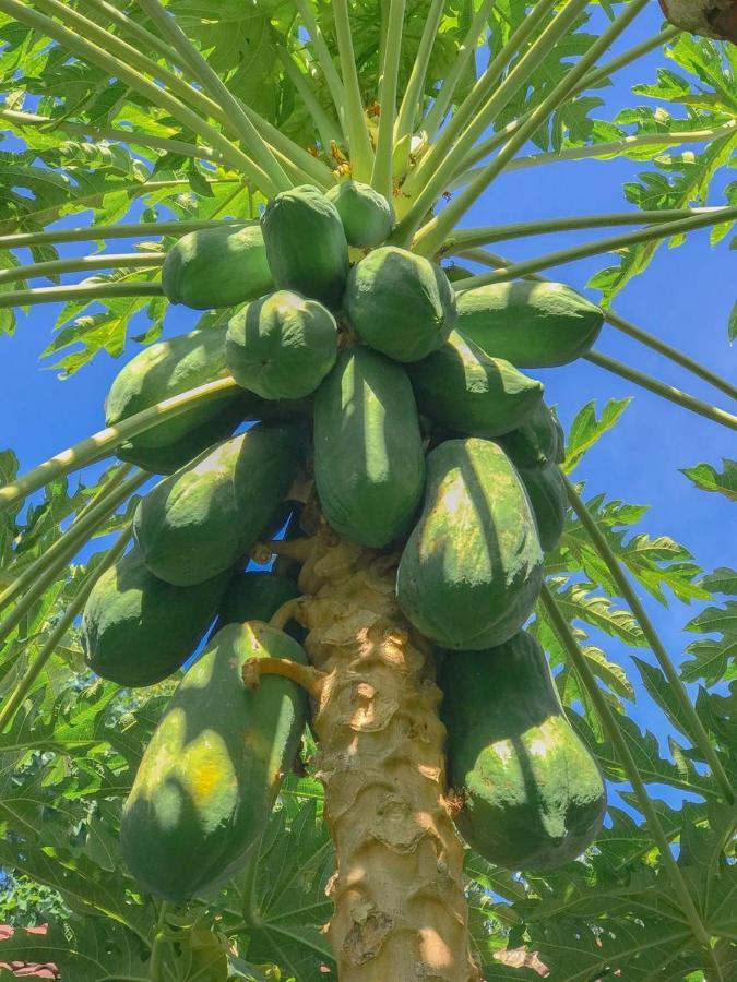Enak Bungalow آميدْ المظهر الخارجي الصورة